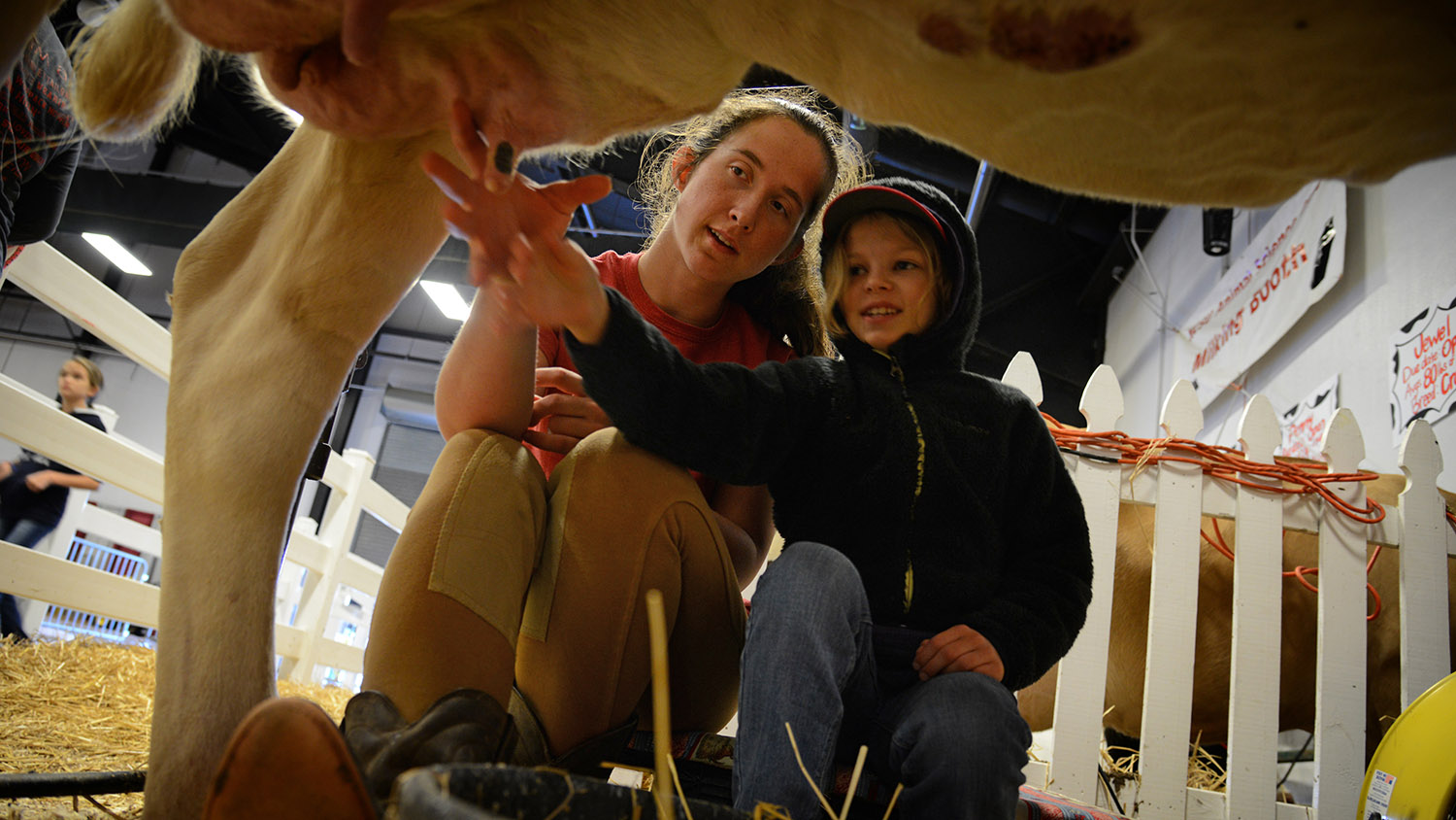 Student with child milking a cow