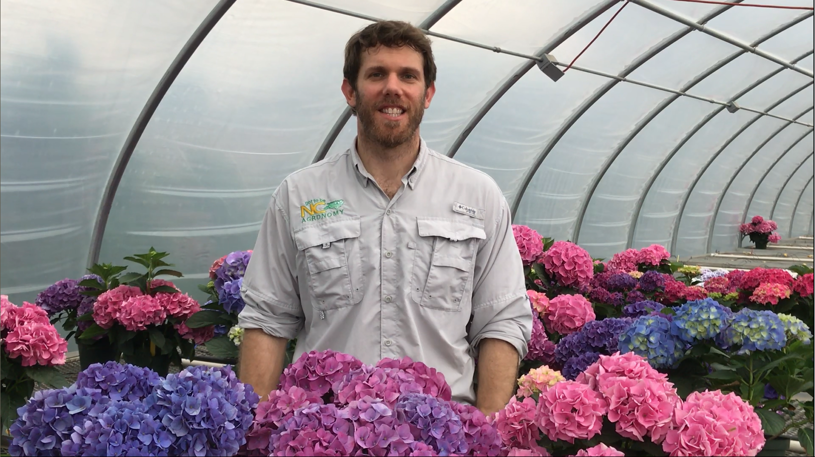 Man standing in a greenhouse filled with pink, purple, and blue hydrangeas