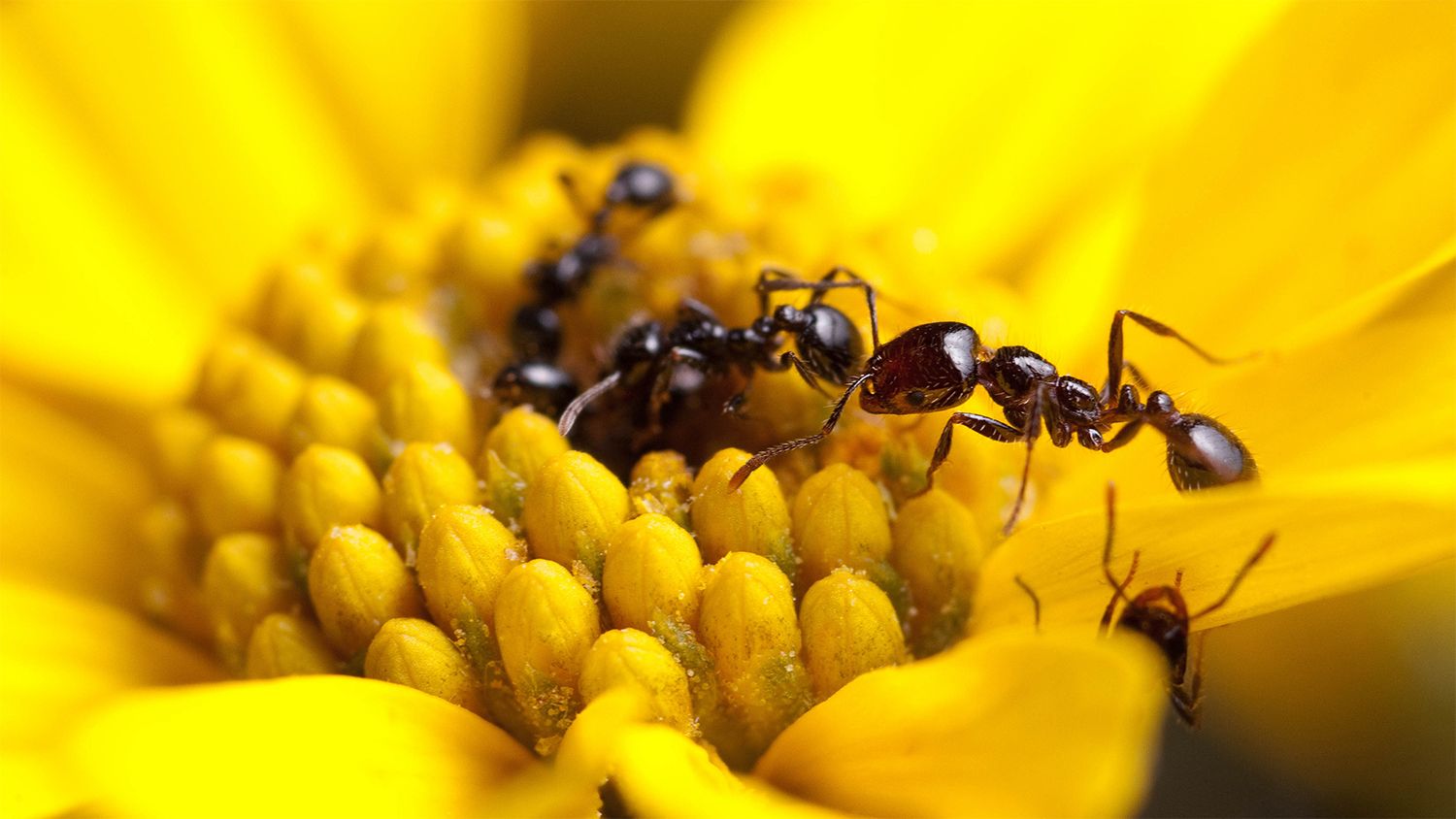 Photo of ants climbing on a yellow flower.