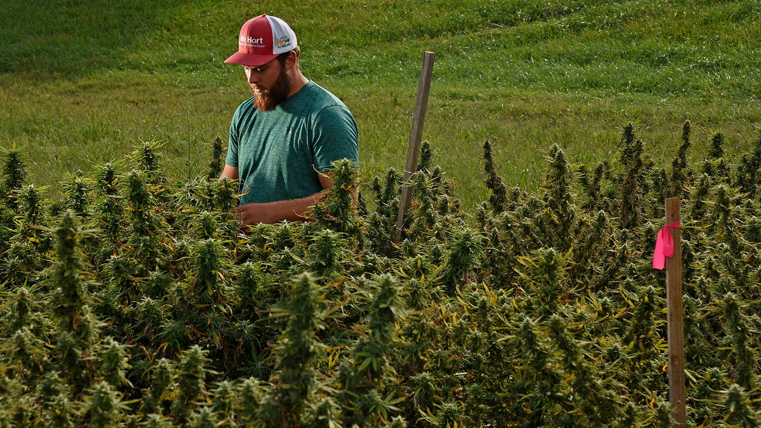 Man in a ball cap looks over a field of hemp