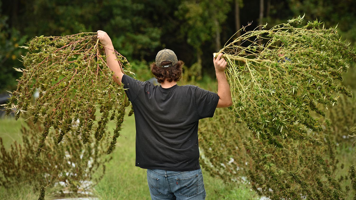 Good crop. Конопляный сноп. Стрижка конопляного куста. Корень хлопка. Hillstone Hemp cbɗ.