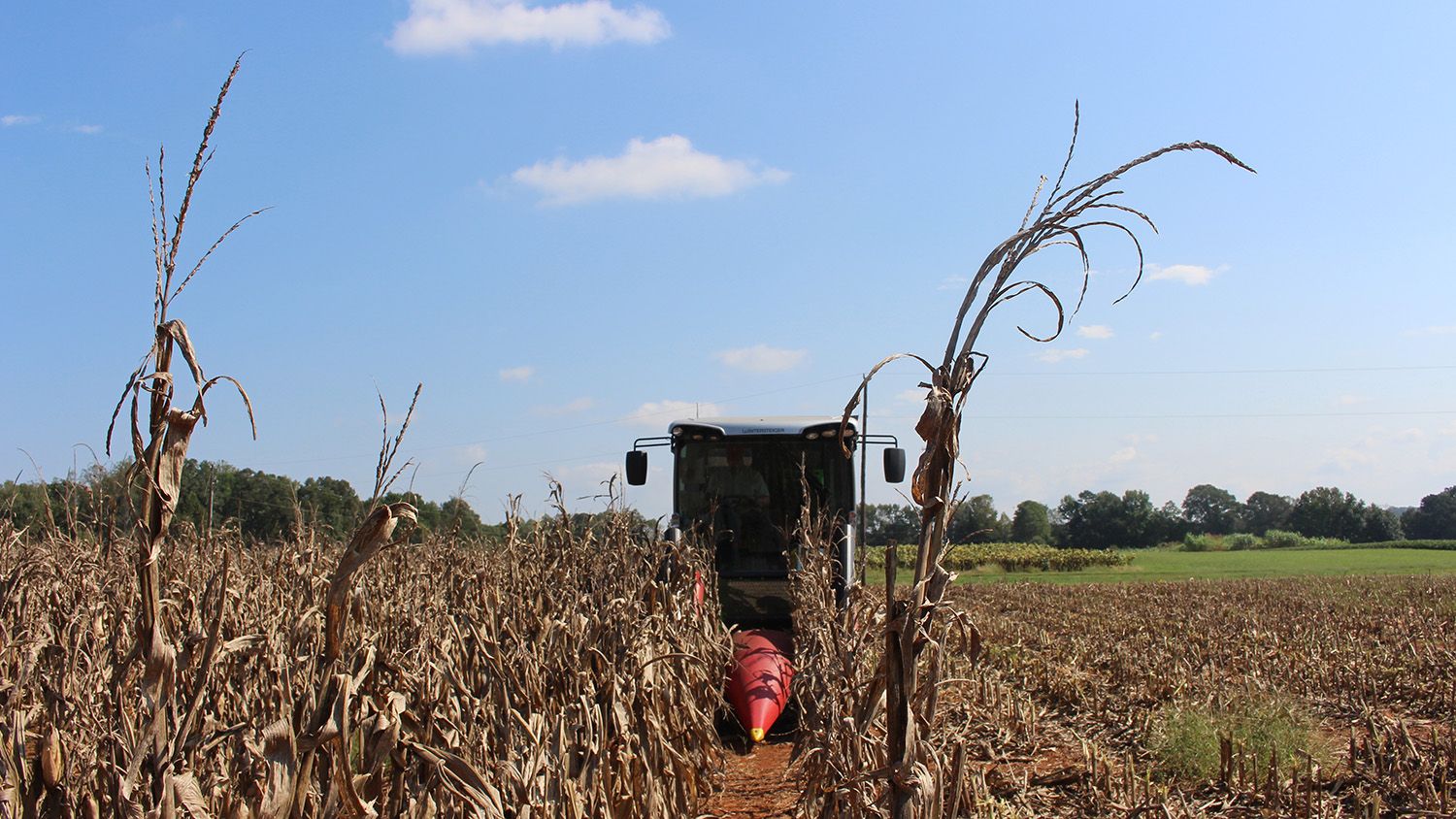 Small combine harvesting corn