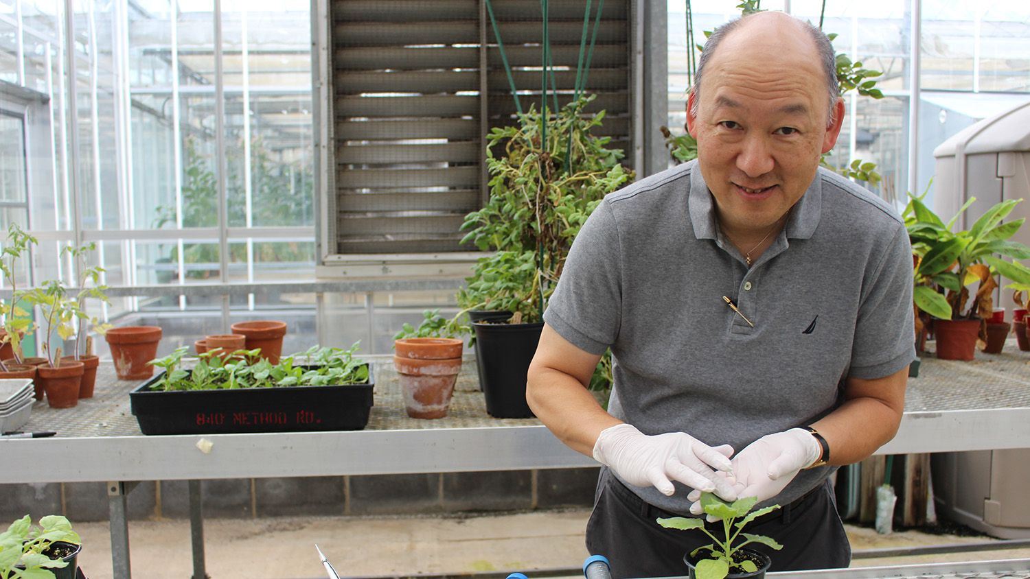Man wearing rubber gloves touches a plant in a greenhouse.