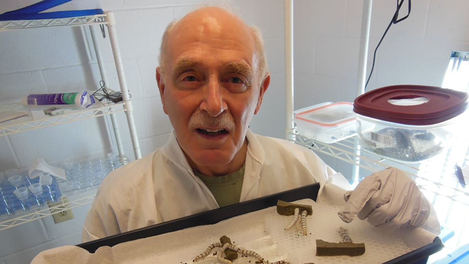 Pictured in his lab, Allen Cohen holds a tray of silkworms.