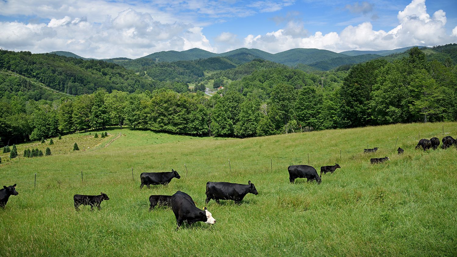 Grazing cattle on a mountain farm