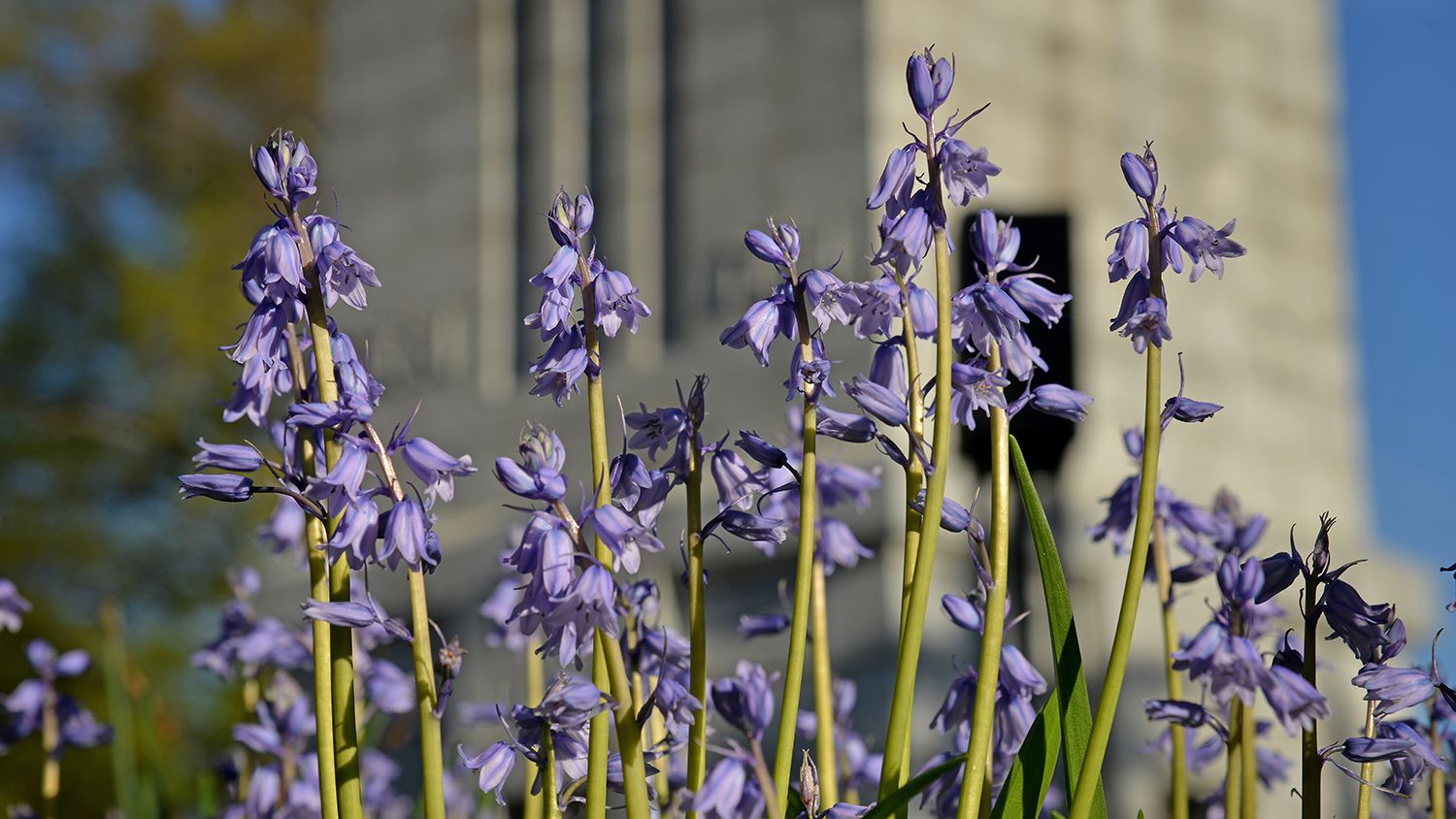 flowers near the NC State Memorial Belltower