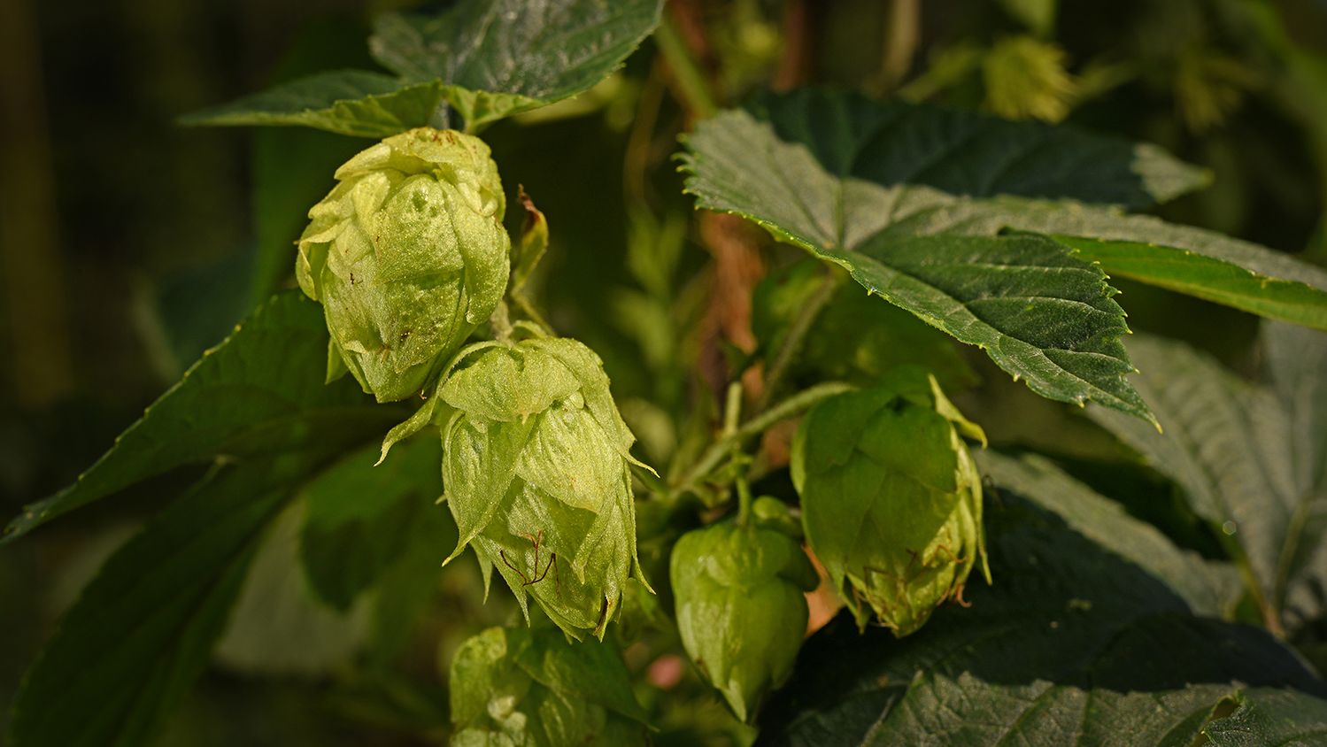 Close up image of hops flowers
