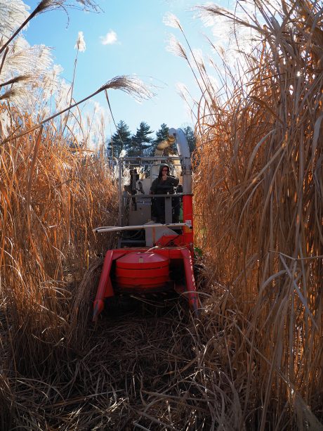 Man giving a thumbs-up as he drives through a miscanthus field.