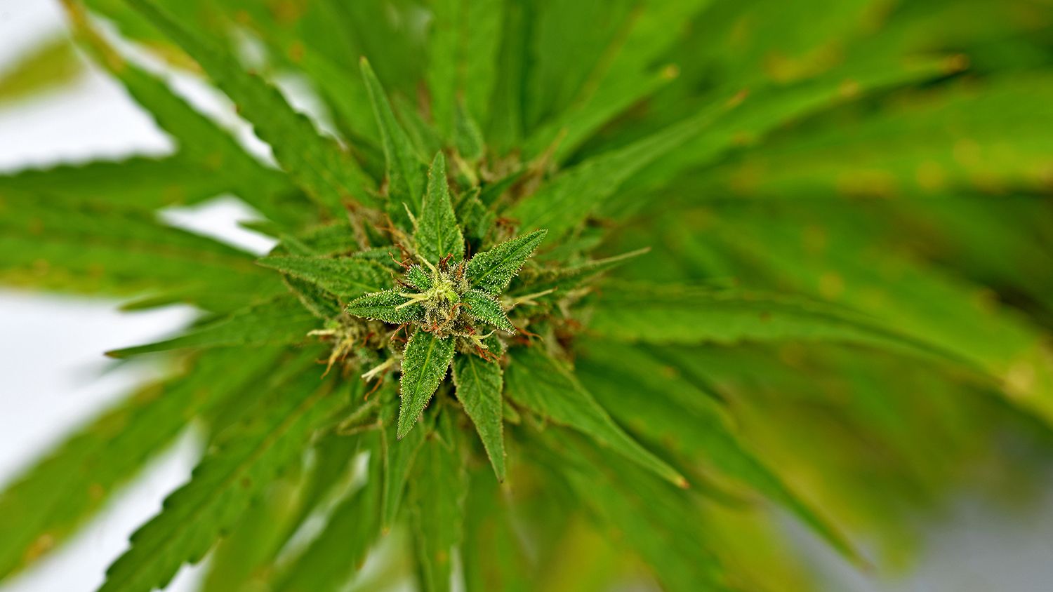 Close up of a hemp plant