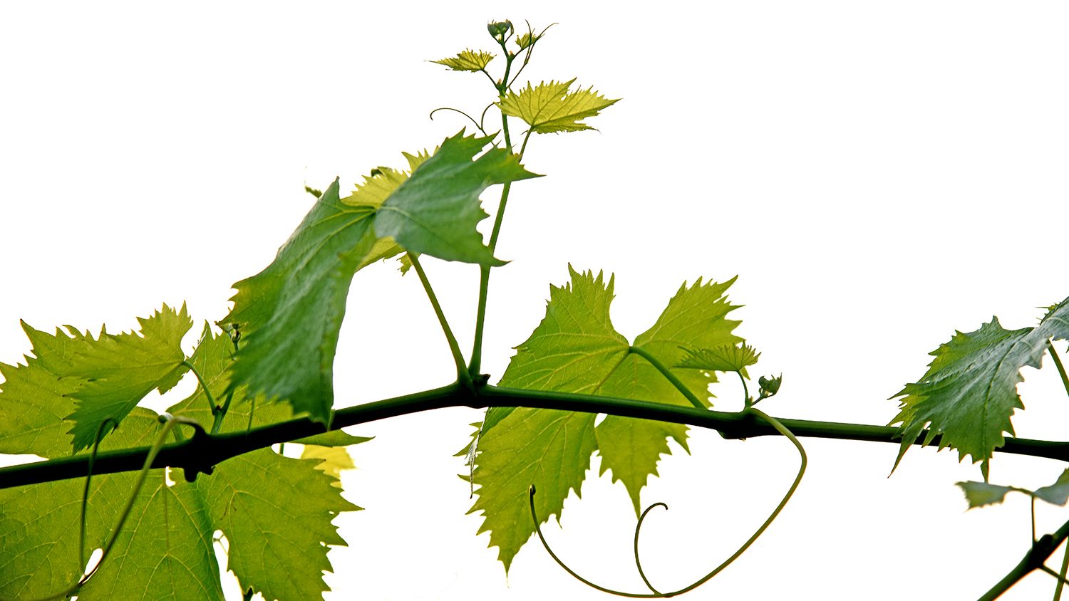 Photo of a portion of a grapevine