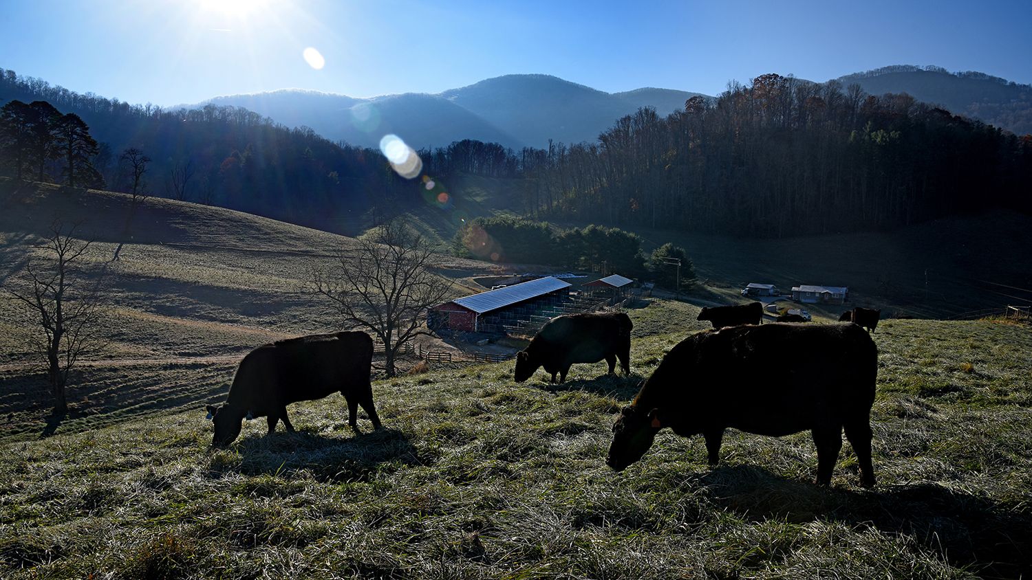 Three cows grazing, with mountains in the background