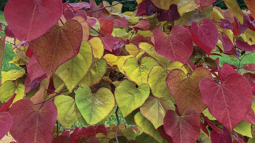 Close up of Cercis Flamethrower. Green and burgundy leaves.