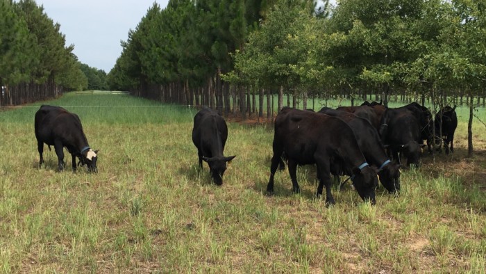 Cows grazing in a silvopasture system.