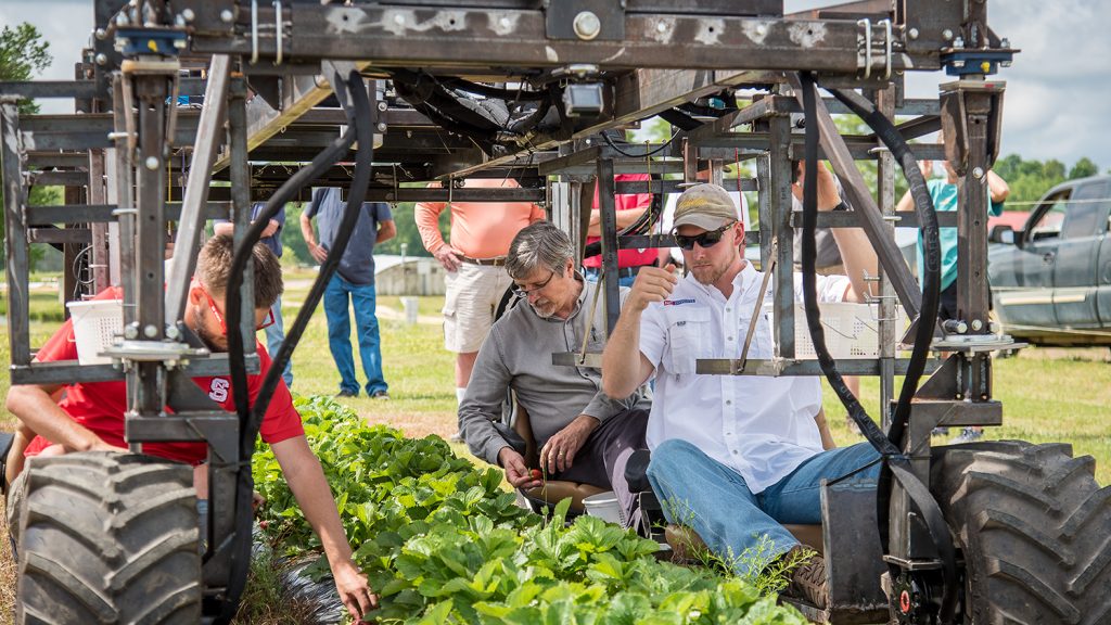 Men on a motorized harvest aid in a strawberry field