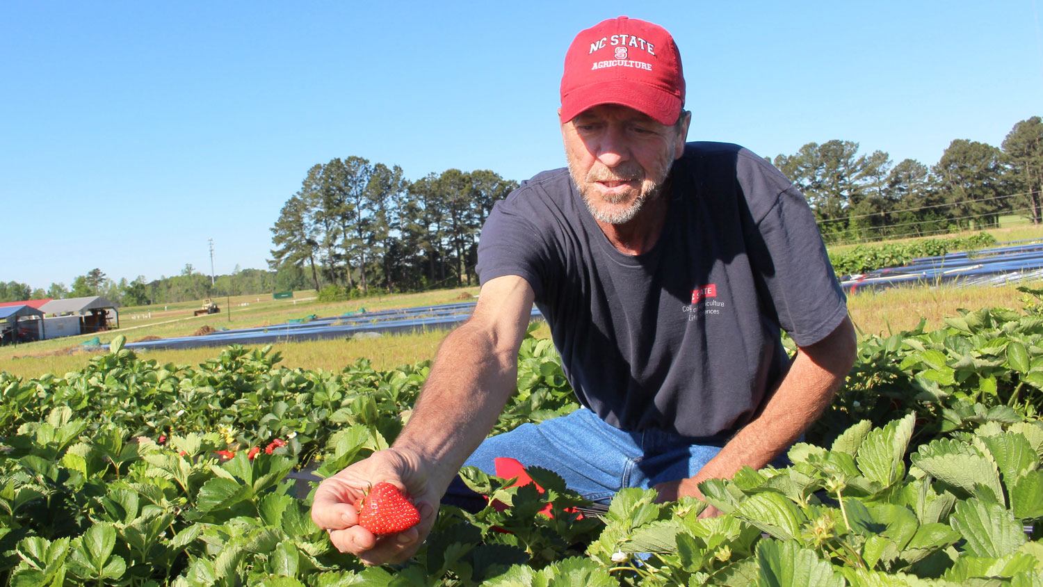 man squatting in strawberry research plot, holding a large strawberry
