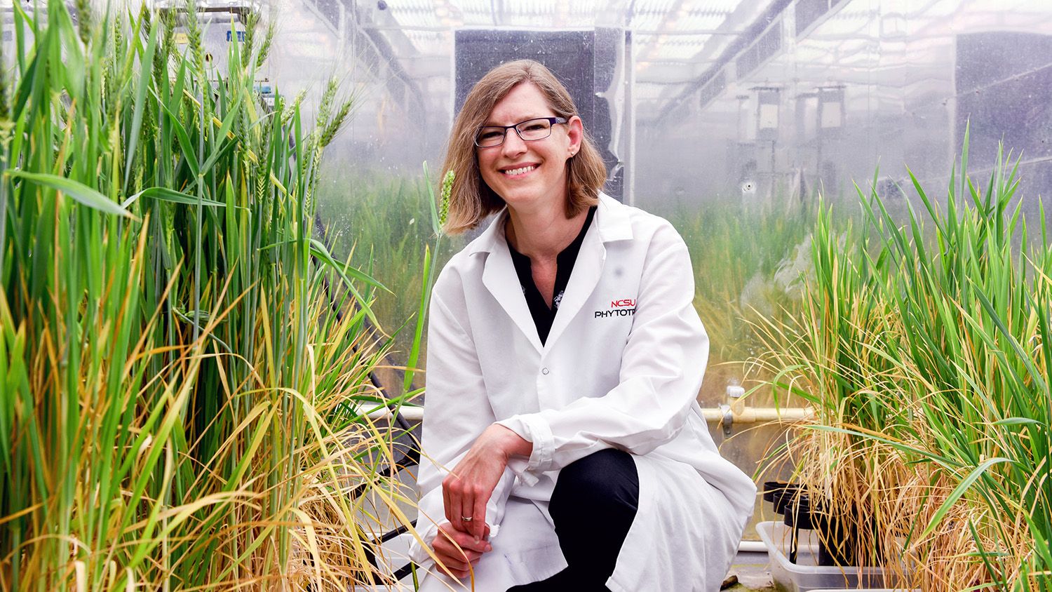 CALS scientist Amy Grunden crouched in front of wheat in a greenhouse