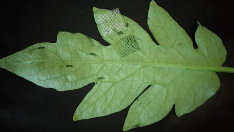 leaf marked by a microneedle patch