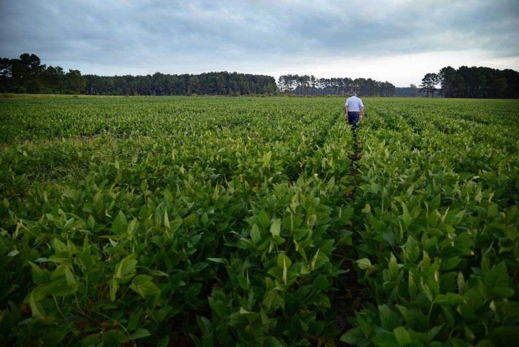 Morning storm clouds approach as a farmer looks over his soybean field.