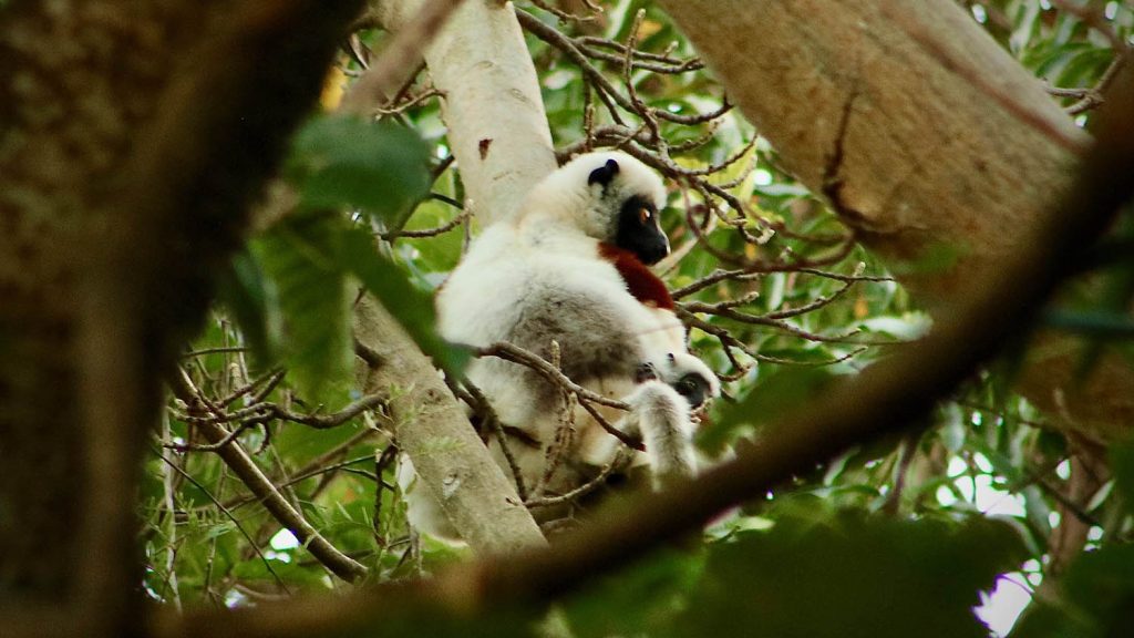 Photograph of Coquerel's sifaka holding a young one in a tree