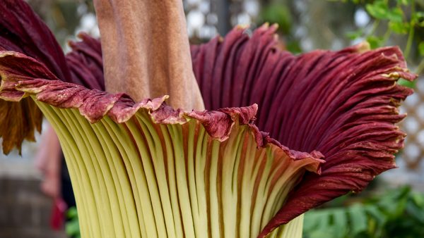 A closeup photo of a corpse flower in bloom. The outside is chartreuse, the inside is maroon.