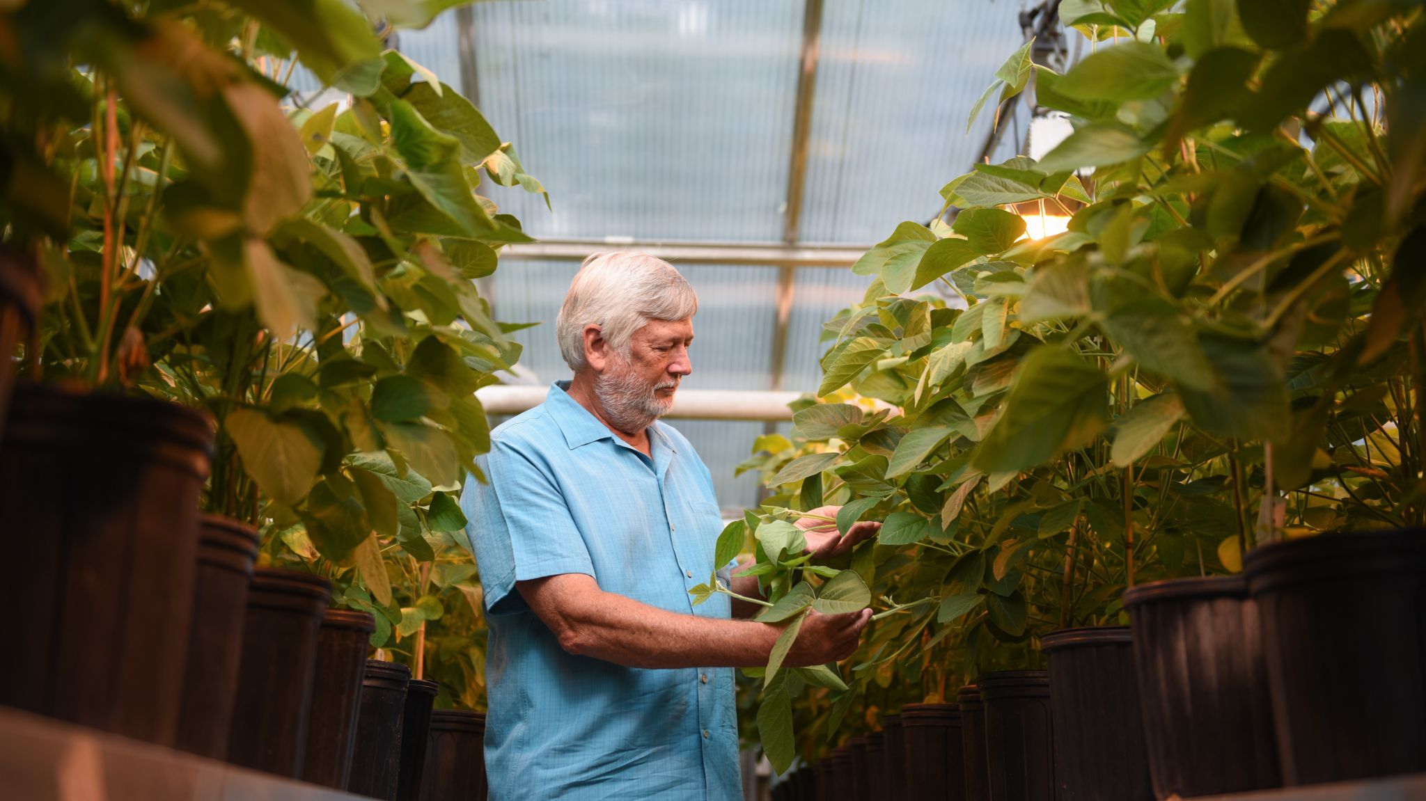 Scientist in a greenhouse with soybeans in a greenhouse