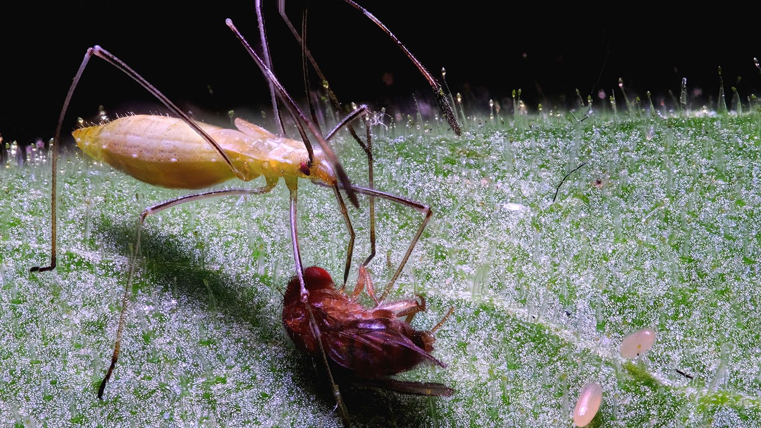 Close up of a stickybug on a leave with another insect.