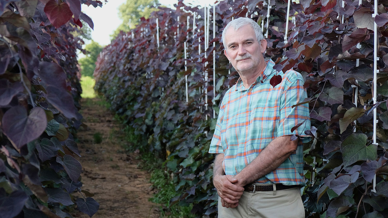 Man standing in rows of plants with glossy purple foliage.
