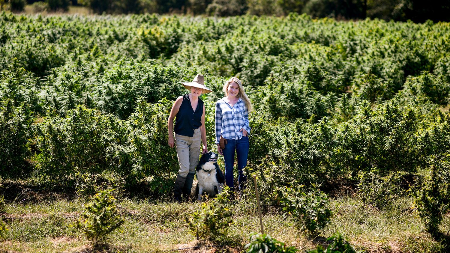 Photo of two women and a dog in a field of hemp