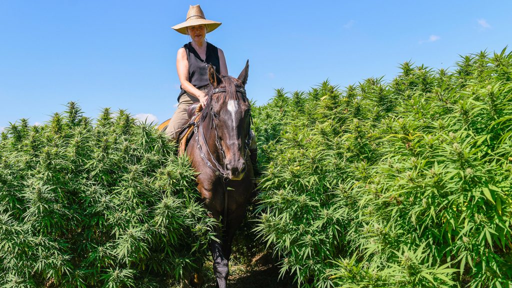 Woman on horseback surrounded by hemp plants