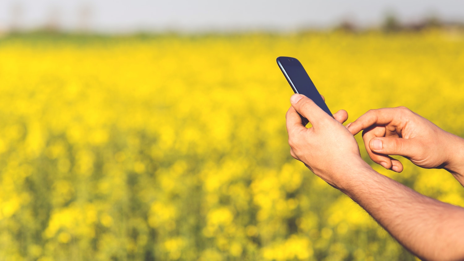 Hands holding a cellphone in a field