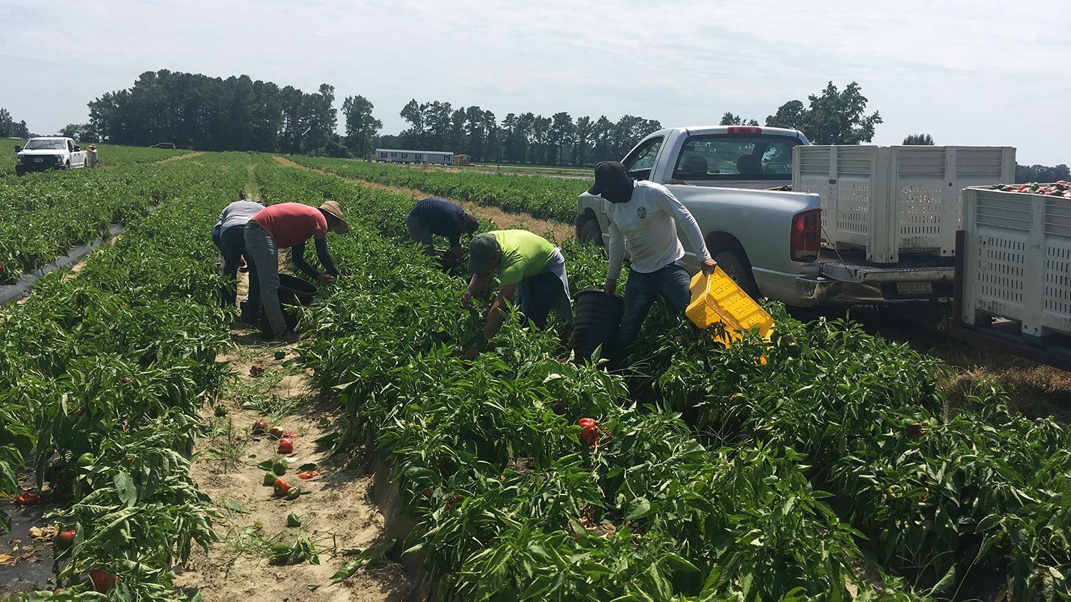 Six men harvesting peppers in a field.