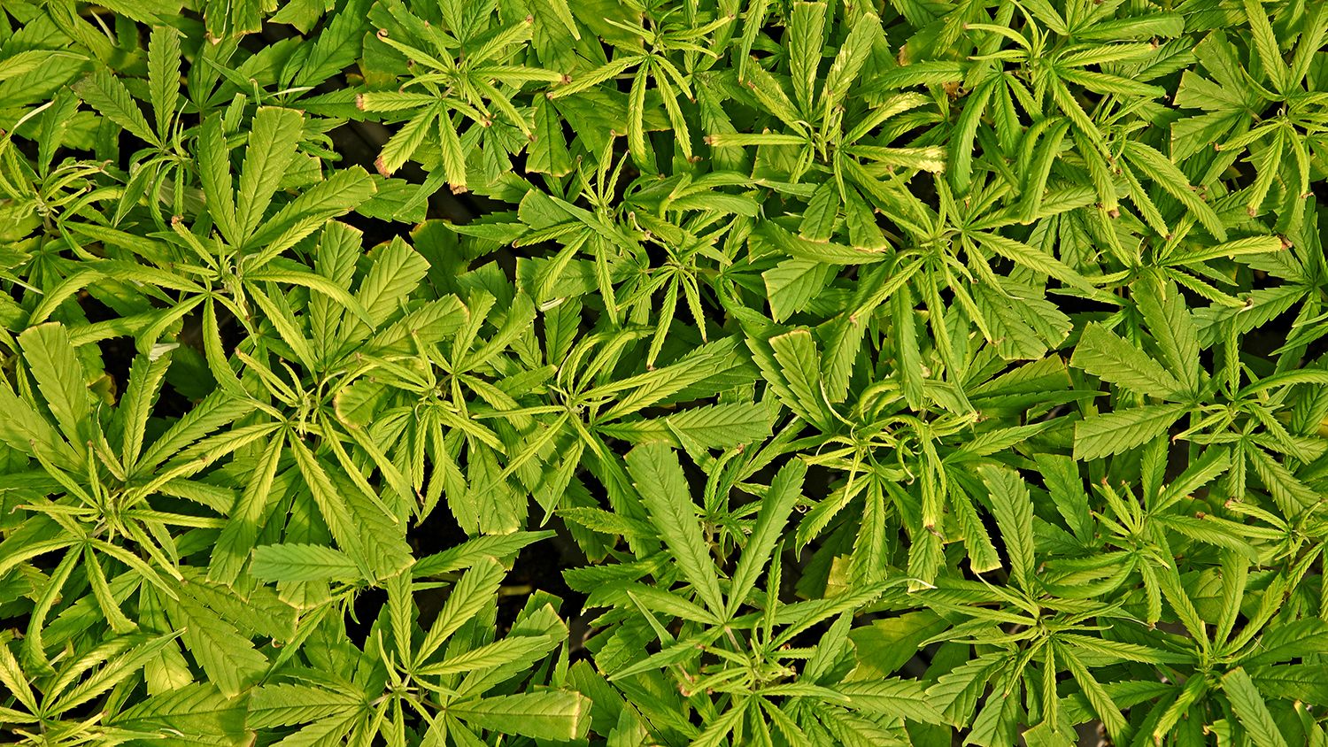 Hemp growing in a greenhouse