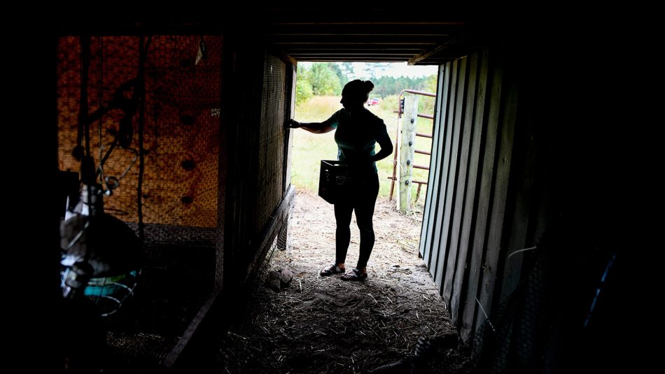 Silhouette of woman collecting eggs in a hen house.