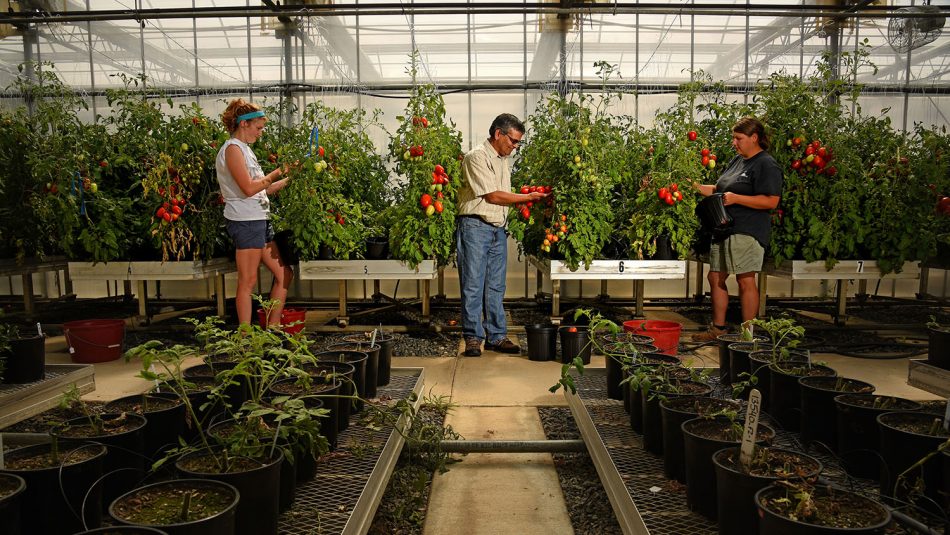 Greenhouse Vegetable Growers Support N.C. Plant Sciences Initiative