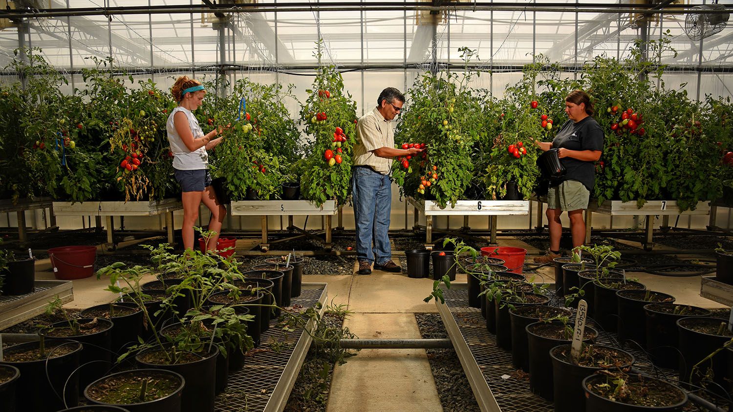 Dilip Panthee (center), researcher at Mountain Horticultural Research and Extension Center, looks over tomatoes in the farm's greenhouse as students tend to the plants.