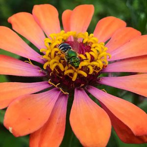 A green shiny bee on a bright orange flower.