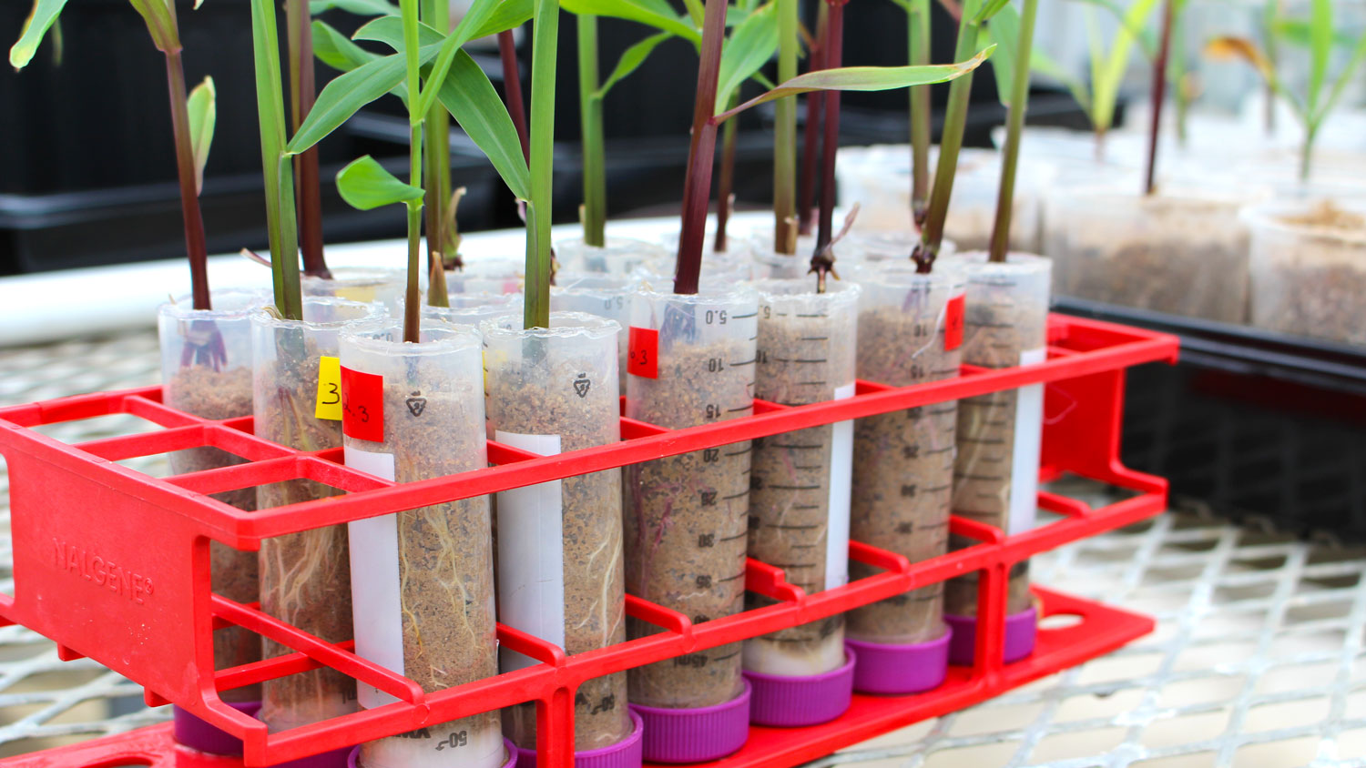 Plants in test tubes in a greenhouse