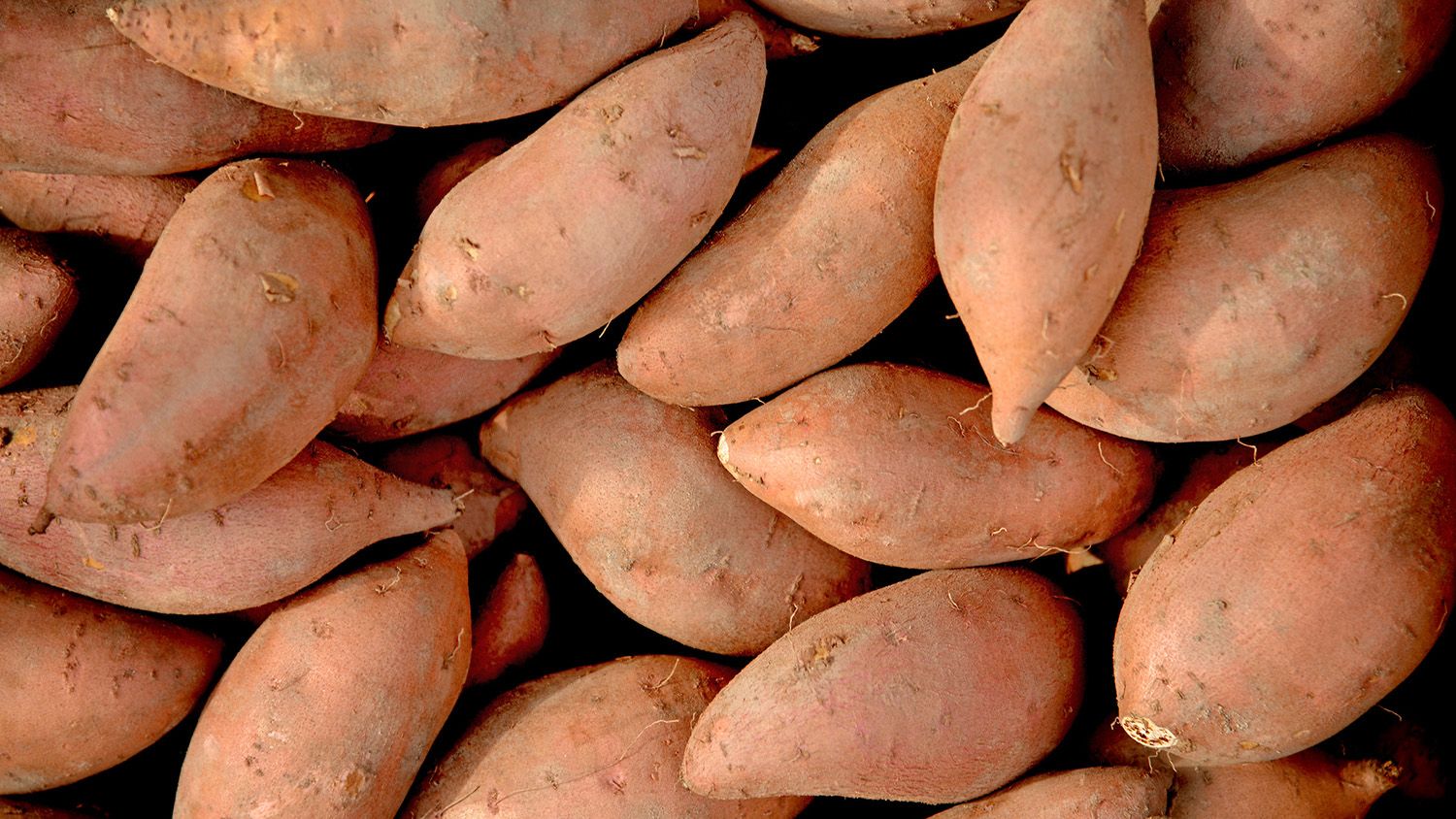 Big Data for Better Sweetpotatoes - College of Agriculture and Life Sciences