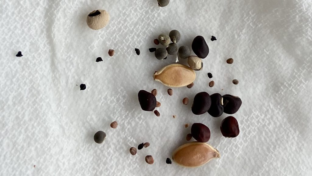 An assortment of seeds on a paper towel