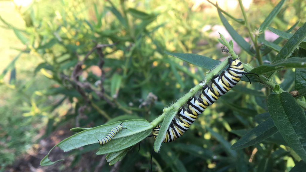 Three insects on a plant.