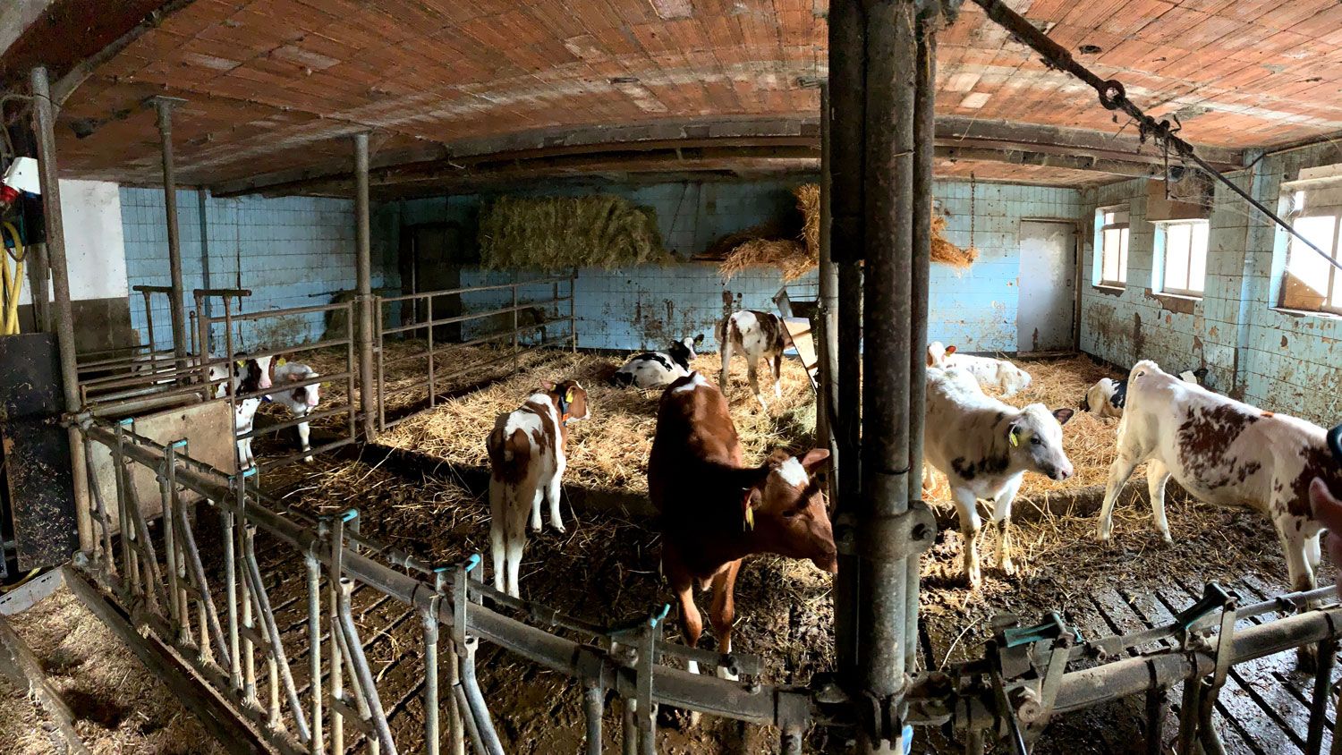 Cows in a dairy barn