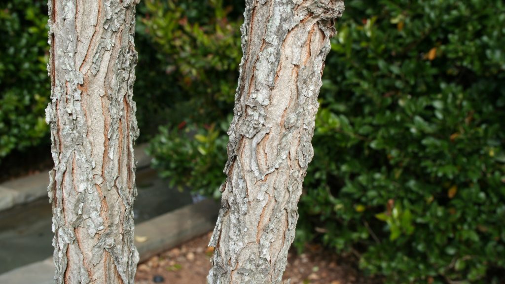 The bark of two trees