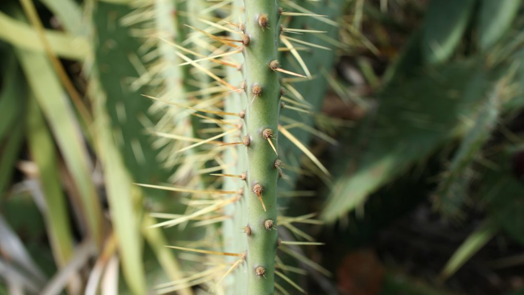 A prickly plant stem