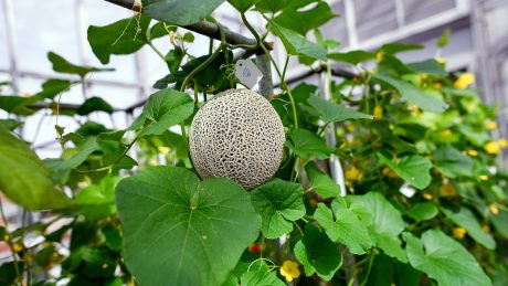 Cantaloupe in Phytotron's BSL-3 greenhouse.
