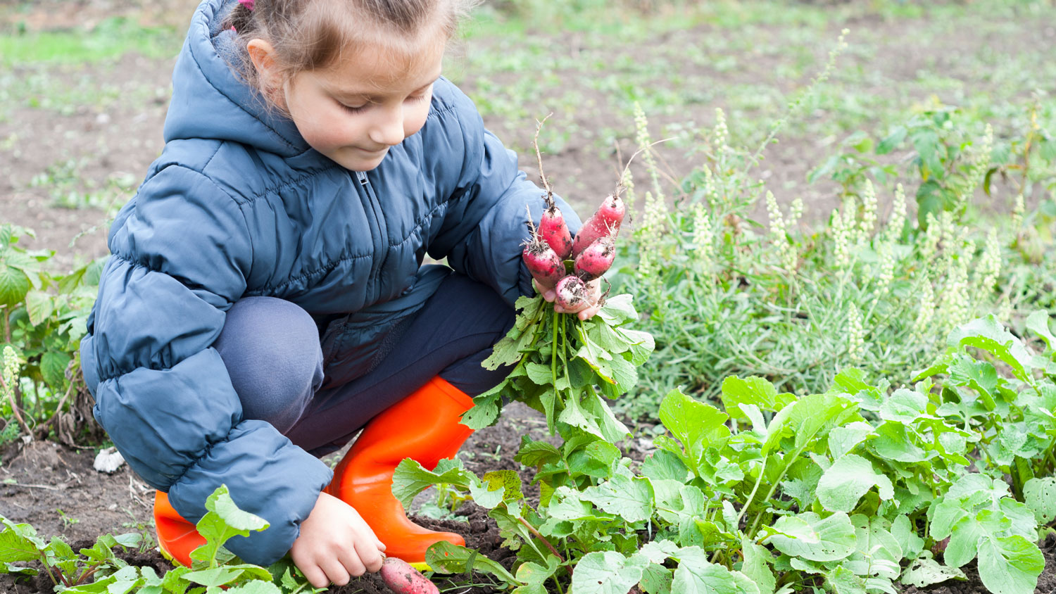 A young girl picking radishes from a garden