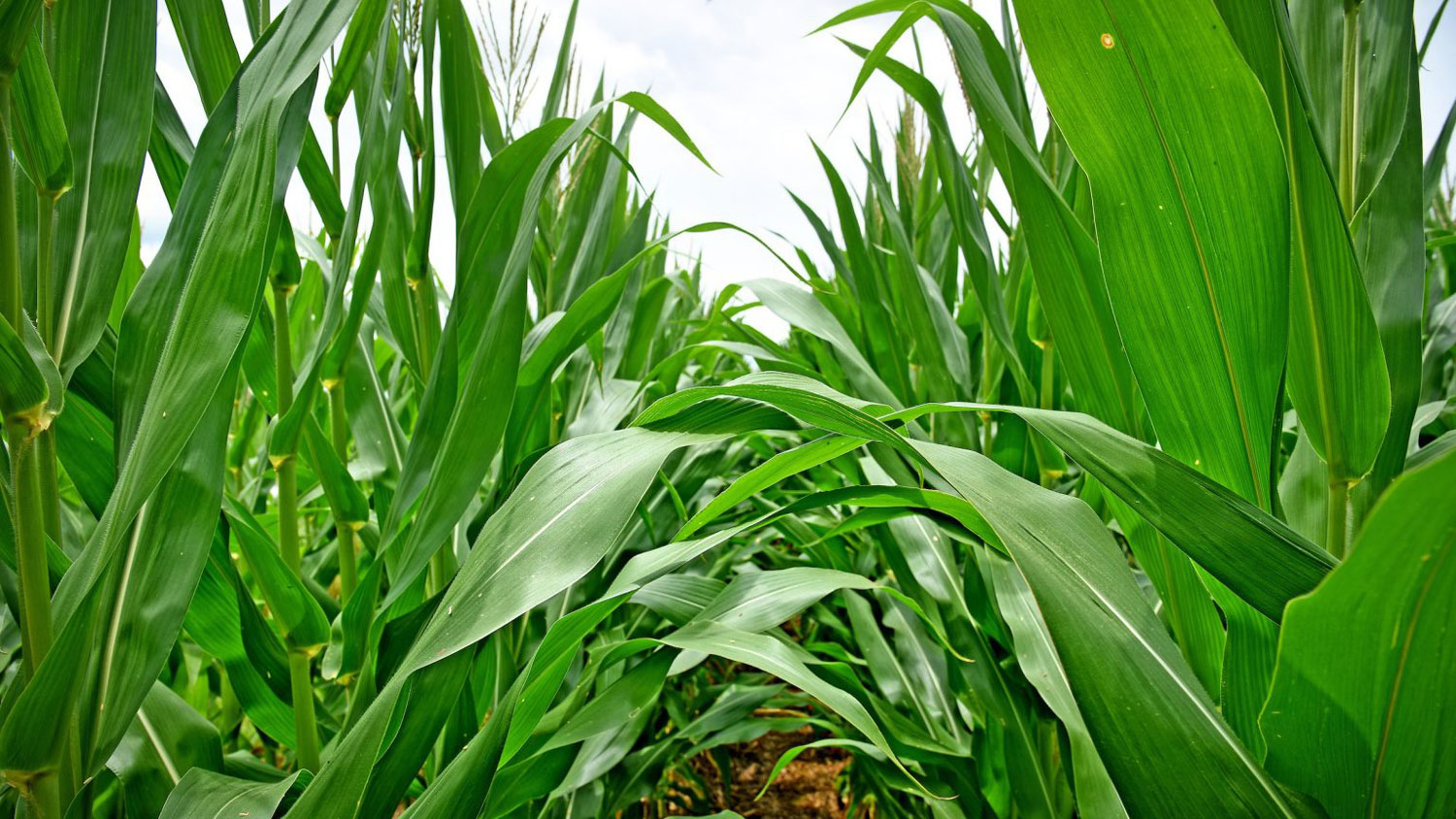 A corn field in North Carolina