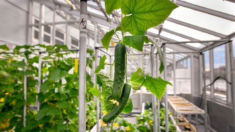 A cucumber hanging in the Phytotron's BSL-3 greenhouse.
