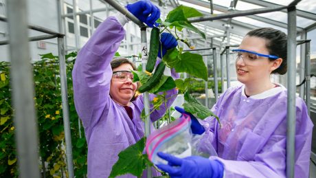 Kellie Burris and a research technician collect a sample cucumber from the Phytotron's BSL-3 greenhouse.