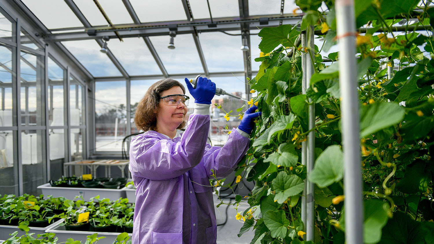 Kellie Burris in the Phytotron, inoculating a plant.