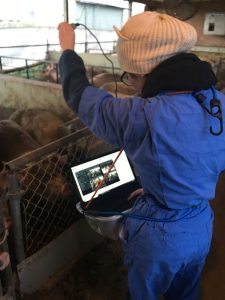 I woman is using a camera to take photos of pigs
